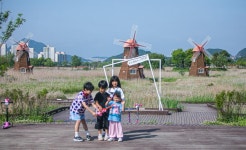 해당화,찔래꽃이 피어있는 소래습지생태공원 - ――······· 자연풍경 사진 - 너에게 편지를 해당화,찔래꽃이 피어있는 소래습지생태공원