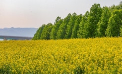 구리힌강시민공원 유체꽃 - ――······· 자연풍경 사진 - 너에게 편지를 구리힌강시민공원 유체꽃