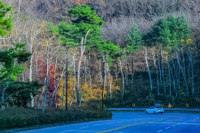 자작나무 길 - ――······· 자연풍경 사진 - 너에게 편지를 자작나무 길