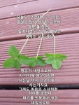네잎크로바 - ――······· 자작詩 자작글 - 너에게 편지를 네잎크로바