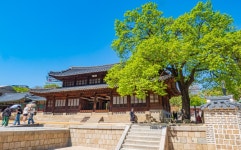 덕수궁 모란 - ――······· 자연풍경 사진 - 너에게 편지를 덕수궁 모란