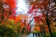 님산 도서관 -냠측 순환로 단풍길 - ――······· 자연풍경 사진 - 너에게 편지를 님산 도서관 -냠측 순환로 단풍길