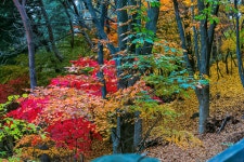 님산 도서관 -냠측 순환로 단풍길 - ――······· 자연풍경 사진 - 너에게 편지를 님산 도서관 -냠측 순환로 단풍길