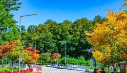 단풍이 물드는 가로수 길 - ――······· 자연풍경 사진 - 너에게 편지를 단풍이 물드는 가로수 길