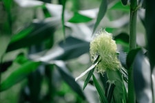 꽃 마을 - ――······· 자연풍경 사진 - 너에게 편지를 꽃 마을