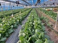 영광누리농장 베타카로틴 고함유 유기농 베타쌈배추10~15kg(10~14포기) - 친환경 제품 및 건강 제품소개 - 통곡물과 바른먹거리... 