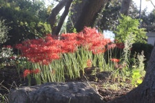 꽃무릇 - 풍경속에 인생 - 미소 꽃무릇