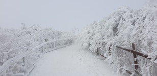 태백산에 아름다운 눈꽃이 피었습니다. - 철암에살자 - 철암도서관 | 이웃과 인정이 있는 철암세상 태백산에 아름다운 눈꽃이 피었습니다.