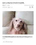 한번 삶았냐 강아지 - 유쾌방 - 엽기 혹은 진실 (세상 모든 즐거움이 모이는 곳) 한번 삶았냐 강아지