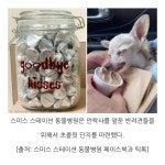 수의사가 강아지에게 준 마지막 초콜릿 - 악플달면 쩌리쩌려버려... 차분한 20대들의 알흠다운 공간 수의사가 강아지에게 준 마지막 초콜릿