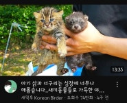 아기 삵과 아기 너구리 좀 봐봐 😭 - 악플달면 쩌리쩌려버려 - ＊여성시대＊ 차분한 20대들의 알흠다운 공간 아기 삵과 아기 너구리 좀 봐봐 😭