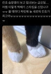 트위터 동물농장 - 악플달면 쩌리쩌려버려 - ＊여성시대＊ 차분한 20대들의 알흠다운 공간 트위터 동물농장
