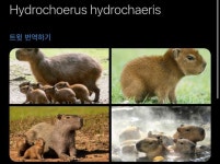 트위터 동물농장 - 악플달면 쩌리쩌려버려 - ＊여성시대＊ 차분한 20대들의 알흠다운 공간 트위터 동물농장