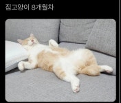 트위터 동물농장 - 악플달면 쩌리쩌려버려 - ＊여성시대＊ 차분한 20대들의 알흠다운 공간 트위터 동물농장
