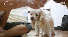 동물농장이 낳은 스타강아지 웅자, 그 후의 이야기 - 악플달면... 차분한 20대들의 알흠다운 공간 동물농장이 낳은 스타강아지 웅자, 그 후의 이야기