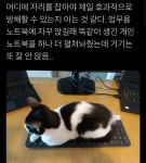 트위터 동물농장 - 악플달면 쩌리쩌려버려 - ＊여성시대＊ 차분한 20대들의 알흠다운 공간 트위터 동물농장
