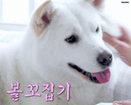 설인아 반려견 방줄리.jpgif - 인스티즈(instiz) 이슈 카테고리 설인아 반려견 방줄리.jpgif