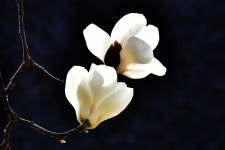 고상한 목련화 - [대경] 사진갤러리 - 니콘클럽(Nikon Club) 고상한 목련화