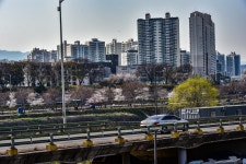 중랑천의 봄 - 사진갤러리 - 니콘클럽(Nikon Club) 중랑천의 봄