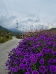 (신청중)9월14일(월) 치악산들레길 1코스/꽃밭머리길 - ♬~09월 14일(월) 원주 도보 ◈ 치악산 꽃밭머리길 ◈ - 여행 나무 (신청중)9월14일(월)... 