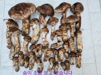 송이 산행 하고 왔습니다 - [6]산행일기 - 신비한 약초.난초 산행 (난과산야초) 송이 산행 하고 왔습니다