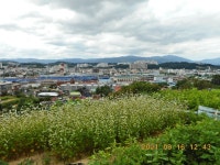 영주 이산 돗밤실 둘레길 트레킹 및 망월봉(237.0m)-약수봉(269.0m)-제비봉(279.0m)-송운동산(255.0m)외 3산 산행 - 산행후기 - 신암산악회... 