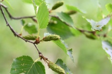 7월 숲기행 지리산 장터목 대장정~ ^^ - ♤ 숲기행 - (사)숲해설가광주전남협회 7월 숲기행 지리산 장터목 대장정~ ^^