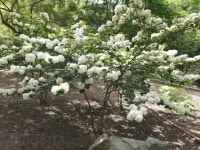 금강수목원 - 동네사진관 - 아끼모(아줌마끼리모이는곳) 금강수목원