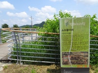 군남댐~숭의전23/6/11 - ■─평화누리길(파주)사진 - 함지박 산우회 군남댐~숭의전23/6/11