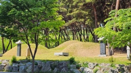 중산지구유적지 이팝나무 - 건강과 여행 - 대구교대 제11기 동기회 중산지구유적지 이팝나무