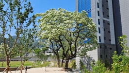 중산지구유적지 이팝나무 - 건강과 여행 - 대구교대 제11기 동기회 중산지구유적지 이팝나무
