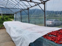 태양초 고추 말리기 - 살아가는 이야기 - 건국대학교 복지원예사 (원예치료사) 과정 태양초 고추 말리기