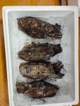 노량진대표수산 푸른바다 - 강남엄마카페-강남맘 서초맘 송파맘 대치동학원 일타강사 까페 자연산민어회메뉴10%,감성돔&참돔회메뉴10...