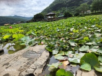 (상리)연꽃공원 (학림)옛담장 - 산행길사진방 - 영현중학교 총 동문 카페 (상리)연꽃공원 (학림)옛담장