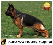 Ivy vom Haus Ben 자견 - ★my셰퍼드 갤러리★ - 대구 세퍼트 사랑모임 Ivy vom Haus Ben 자견