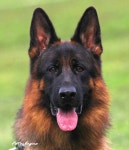 Ivy vom Haus Ben 자견 - ★my셰퍼드 갤러리★ - 대구 세퍼트 사랑모임 Ivy vom Haus Ben 자견