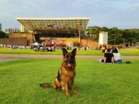 코오롱 야외음악당 - ★my셰퍼드 갤러리★ - 대구 세퍼트 사랑모임 코오롱 야외음악당