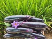 완두콩.땅두릅.가지.파프리카.멸치액젓.사과.쎄미놀.쌀.고구마 - 자유게시판 - 고령축산물공판장16번중매인 오이.성주참외.카라향 대저짭짤이.... 