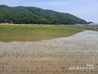 5/31(토) DMZ평화의 길 14코스 걷기 - │올레길*둘레길 앨범실│ - 궁곡 *이세용 5/31(토) DMZ평화의 길 14코스 걷기