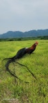 긴꼬리닭 - ◈동천홍 장미계(Longtail,long crow) 사진 - 닭을 좋아하는 사람들의 모임 긴꼬리닭