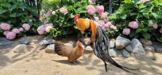 긴꼬리닭 - ◈동천홍 장미계(Longtail,long crow) 사진 - 닭을 좋아하는 사람들의 모임 긴꼬리닭