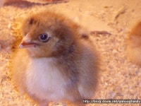 가농에듀케어팜 병아리.계란, 닭과함께 학교 수업 중입니다. (함께 같이... 모임 가농에듀케어팜 병아리.계란, 닭과함께 학교 수업 중입니다. (함께... 