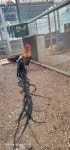 긴꼬리닭 - ◈동천홍 장미계(Longtail,long crow) 사진 - 닭을 좋아하는 사람들의 모임 긴꼬리닭