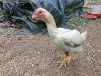 우리집 고샤모 - ◈자유 게시판 - 닭을 좋아하는 사람들의 모임 우리집 고샤모