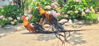 긴꼬리닭 - ◈동천홍 장미계(Longtail,long crow) 사진 - 닭을 좋아하는 사람들의 모임 긴꼬리닭