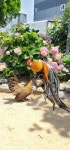 긴꼬리닭 - ◈동천홍 장미계(Longtail,long crow) 사진 - 닭을 좋아하는 사람들의 모임 긴꼬리닭