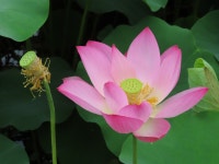 부여연꽃 축제 아름다워요 7월 6일 청암 - ？떠들어요：‥ - 청암123 컴교실 부여연꽃 축제 아름다워요 7월 6일 청암