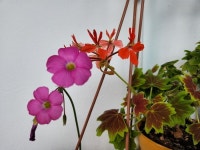 우리집 사랑초입니다 - 꽃과 나무 탐사 - 서울대학교 우리문화탐사회 서울대학교 우리문화탐사회