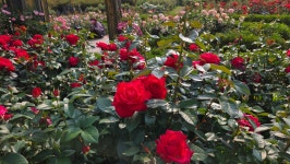 장미향 가득한 산책길 2 - (우)*아름다운꽃 사진실 - 음악과 영상의 사랑 장미향 가득한 산책길 2