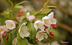 보타닉가든에서 5월.. - 　　　· 풍경, 꽃 - 그냥 교회 애기 사과꽃 향기는 바람에 날리고.. 보타닉가든에서 5월..